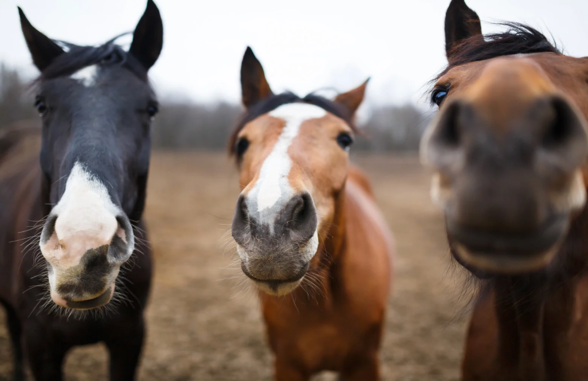 High Hopes Therapeutic Riding creates equine-assisted program for those with Parkinson’s disease