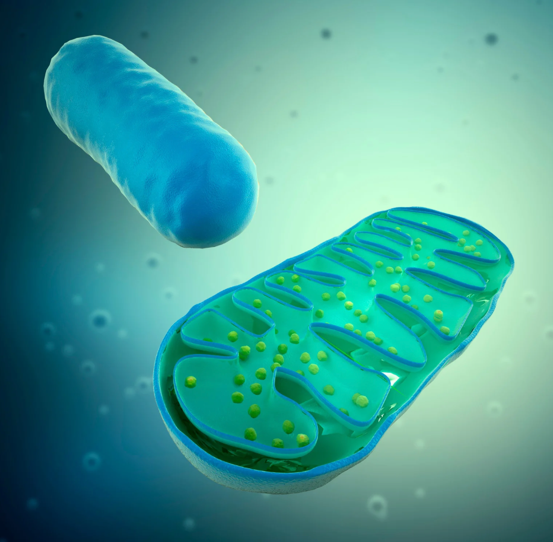 New Therapy Targeting Mitochondrial Health Enters Clinical Trial