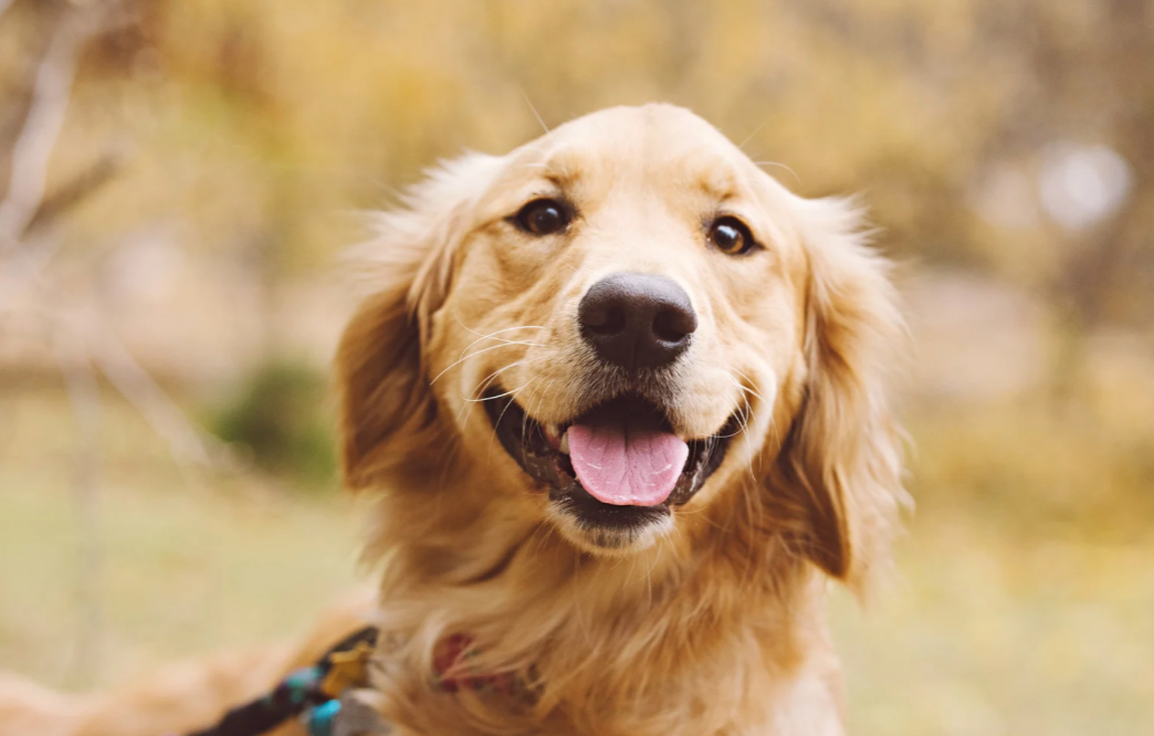 Trained dogs can detect the odor of Parkinson's disease