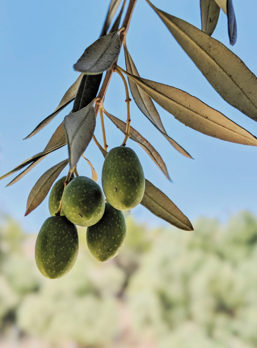 New Research Explores Plant-Based Support for Parkinson’s