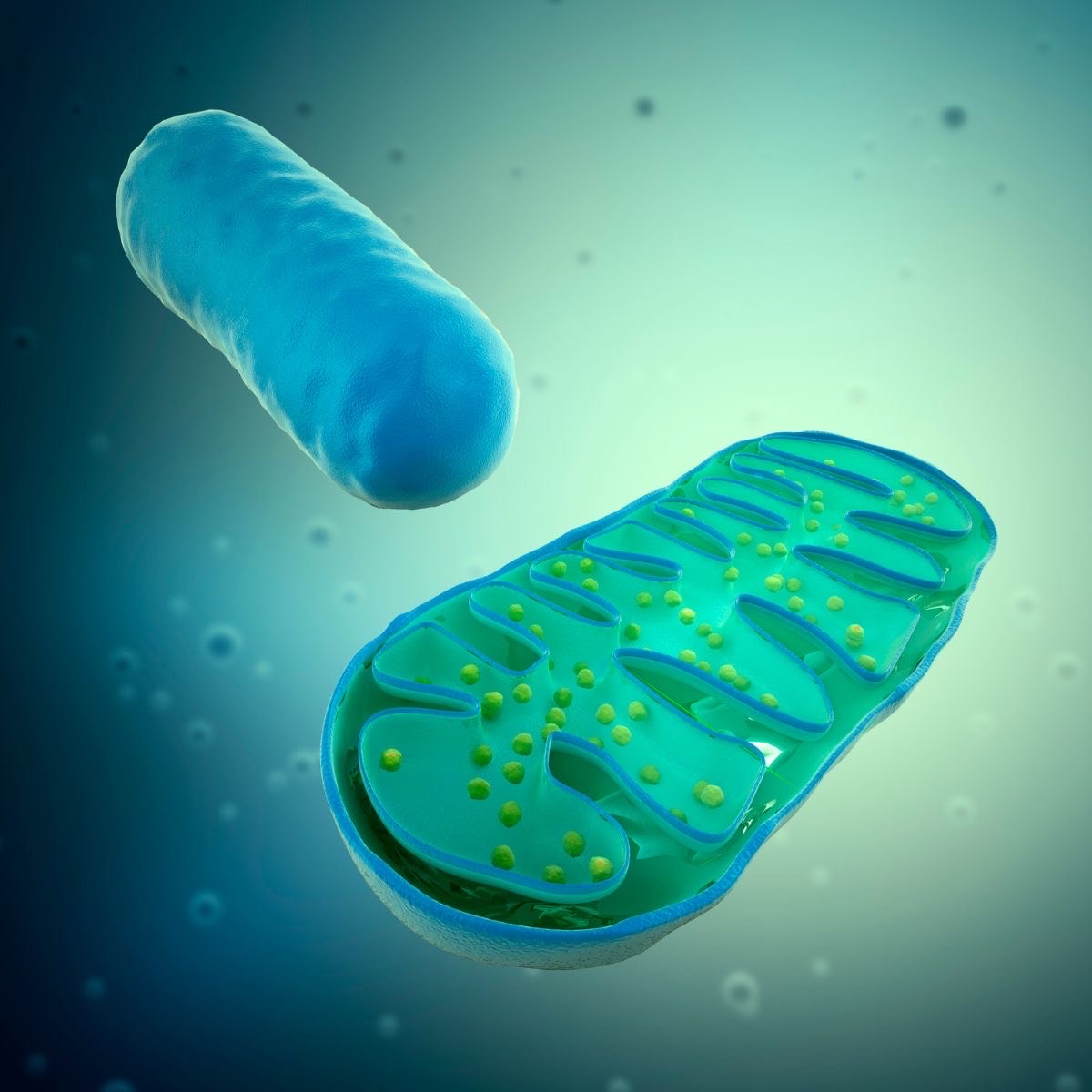 Transplanting mitochondria shows promise in lab models of Parkinson’s