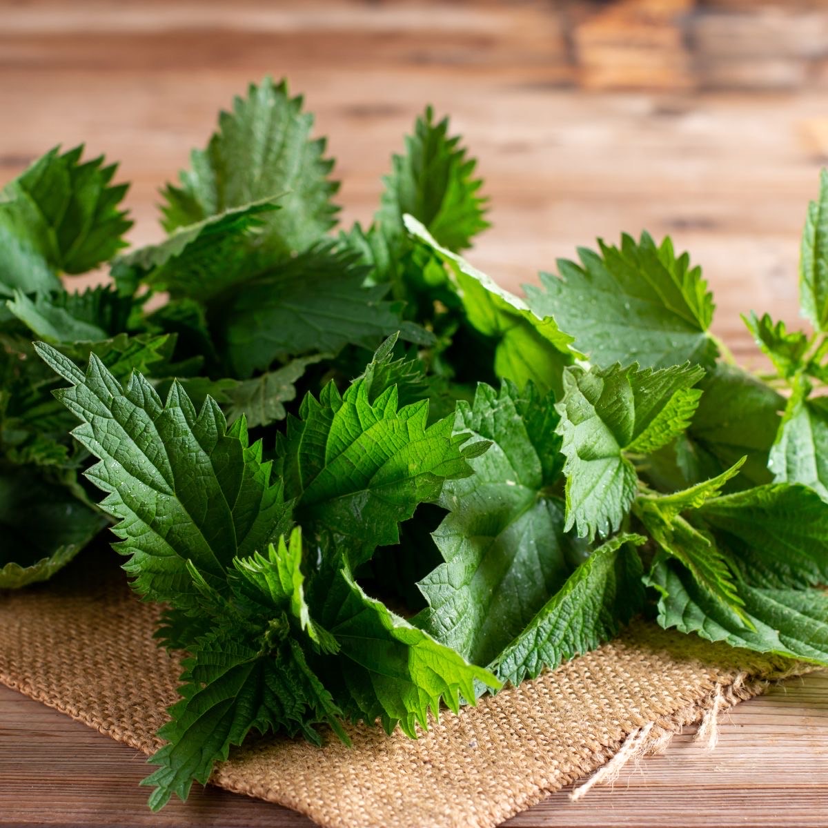 Using Nettle to Treat Parkinson's in Rats