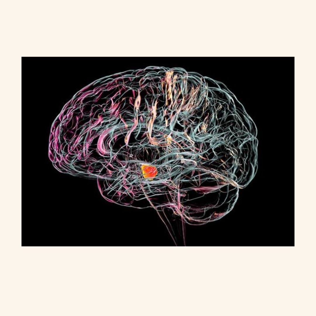 Cambridge researchers are developing implants that could help repair the brain pathways damaged by Parkinson’s disease