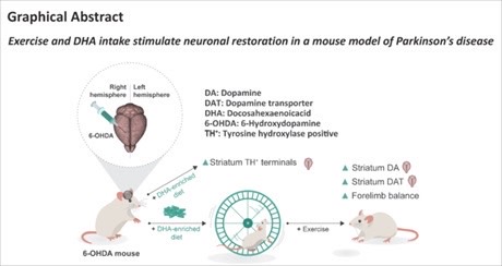 Additive neuro-restorative effects of exercise and docosahexaenoic acid intake in a mouse model of Parkinson's disease