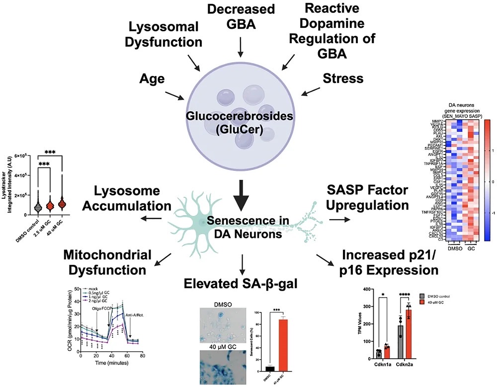 Beyond Just Alpha-Synuclein in Parkinson’s Disease