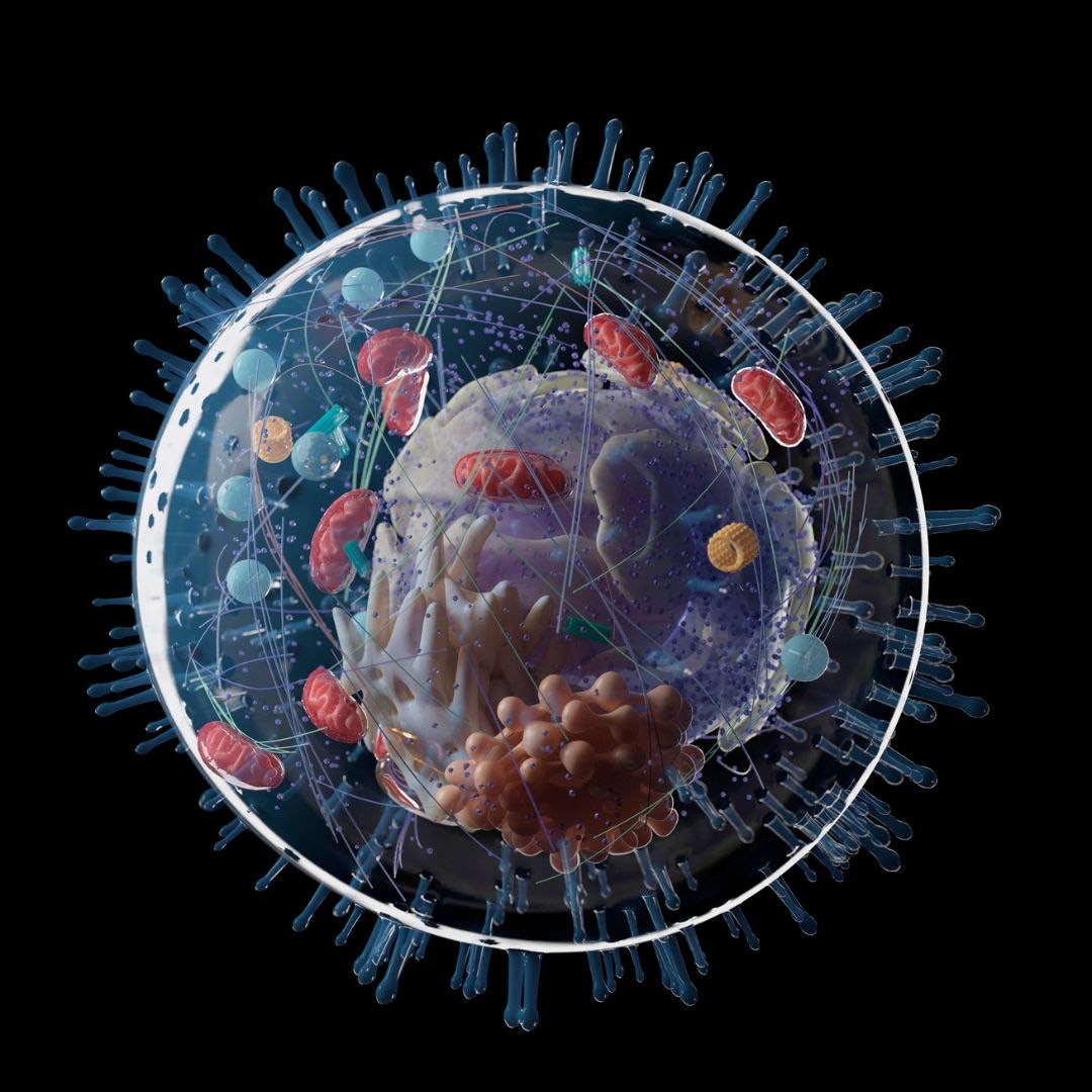 Researchers are testing FDA-approved compounds that target dynamin-related protein 1 (Drp1), which regulates mitochondrial division, as potential treatments for Parkinson’s disease