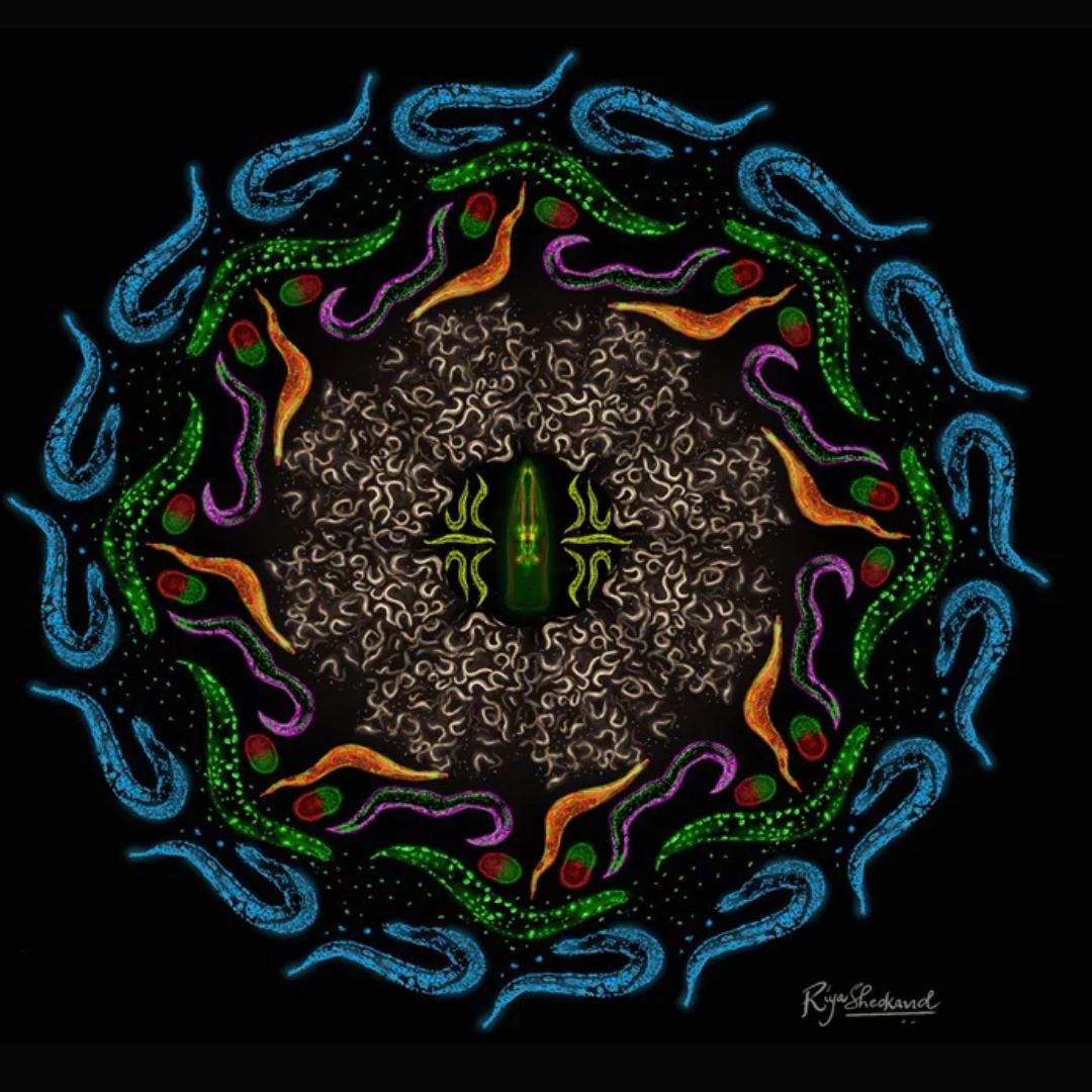 How a Simple Worm May Hold the Key to Stopping Parkinson’s and Alzheimer’s