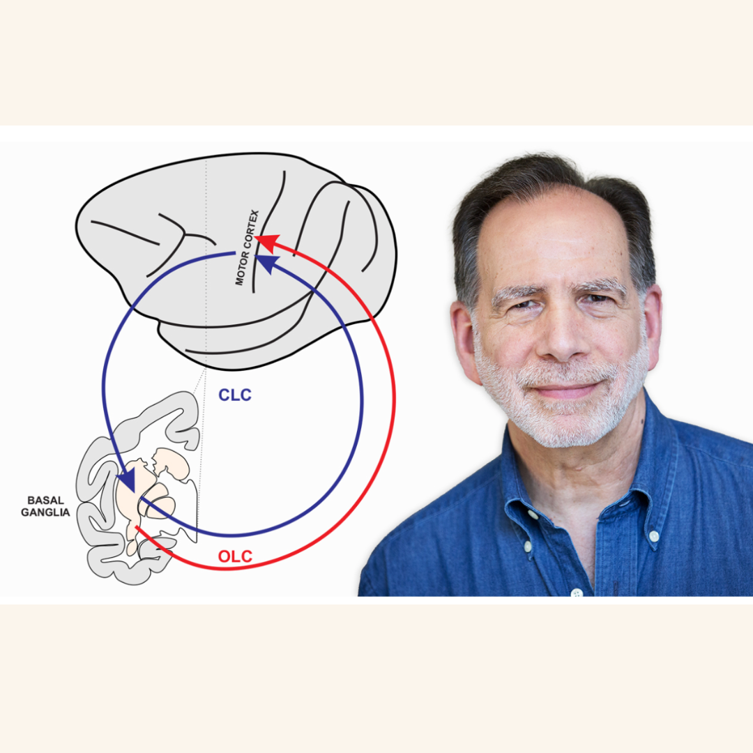 Pitt Researchers to Study Alternate Brain Circuit in Parkinson’s Patients
