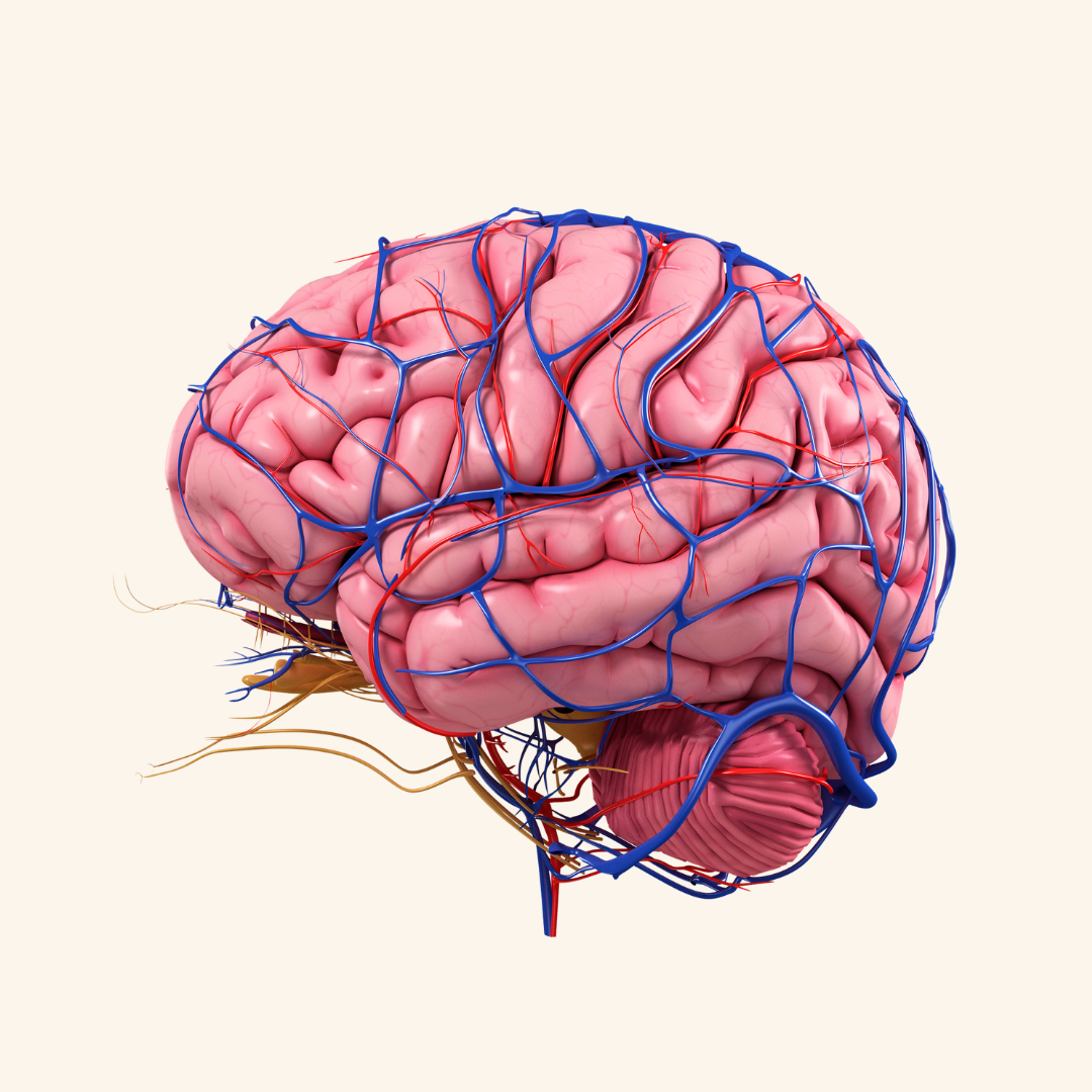Could Brain Plumbing Hold the Key to Parkinson’s Symptoms?