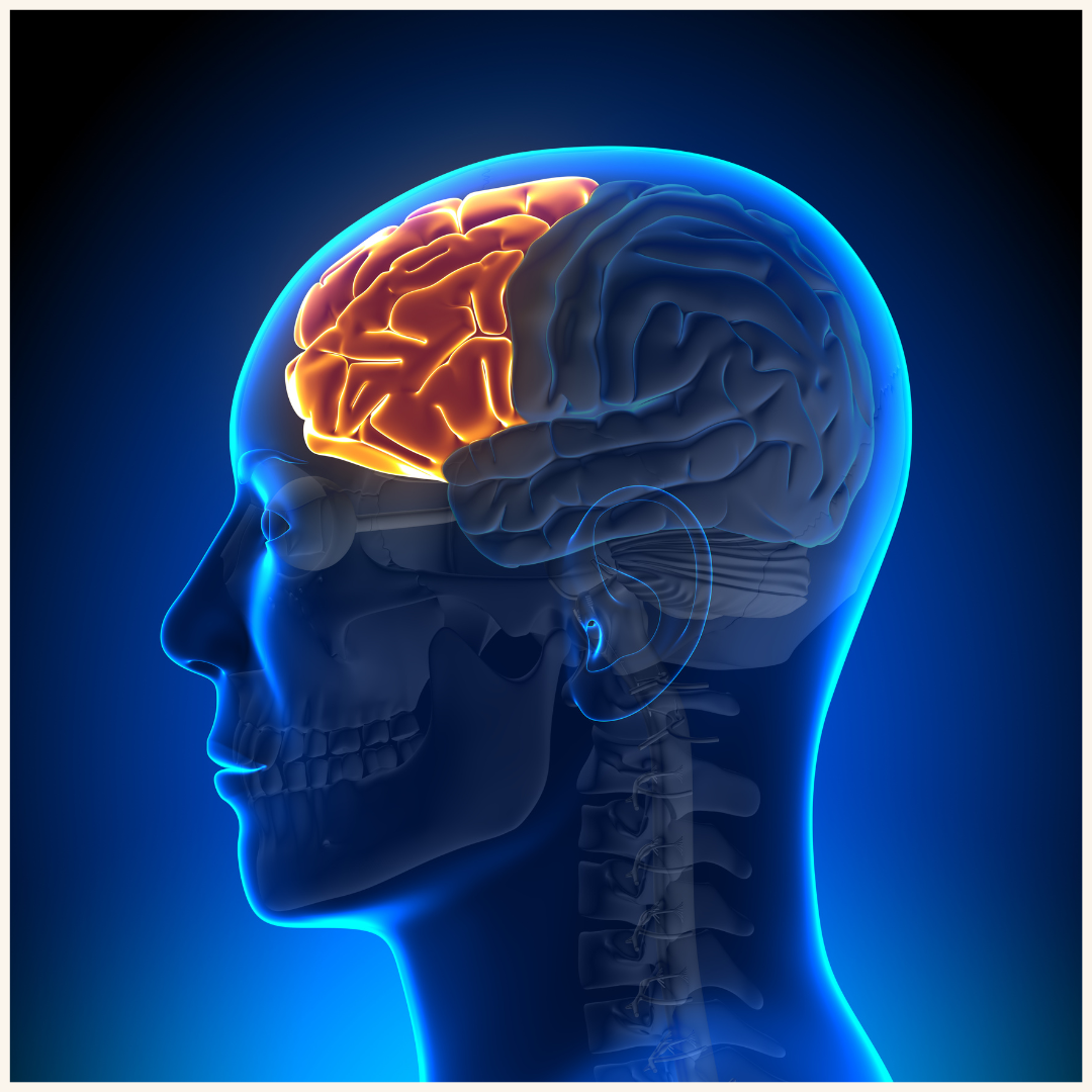 Fat Molecules in the Brain: Could They Be Key to Understanding Parkinson’s?