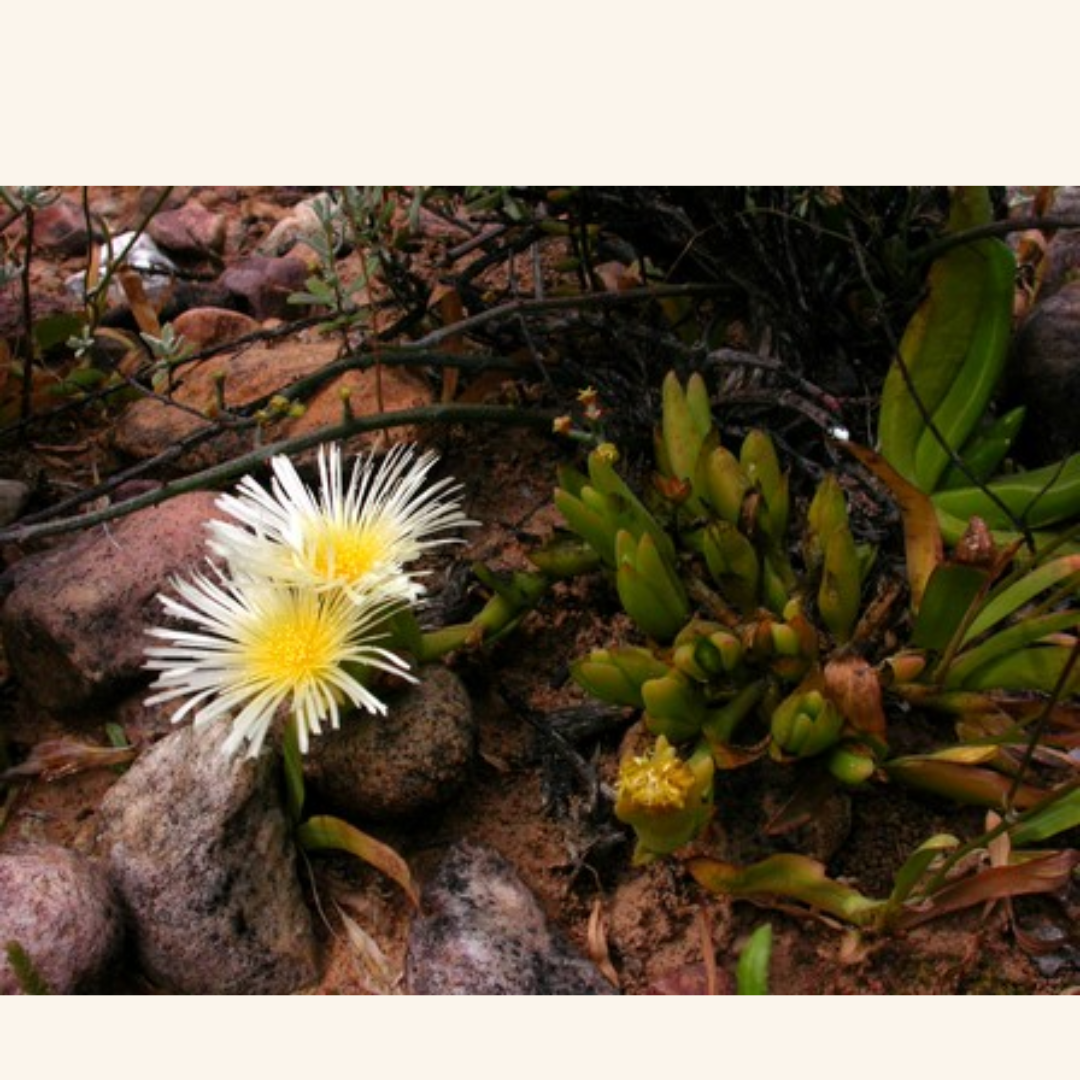 A South African Plant Shows Promise in Parkinson’s Research