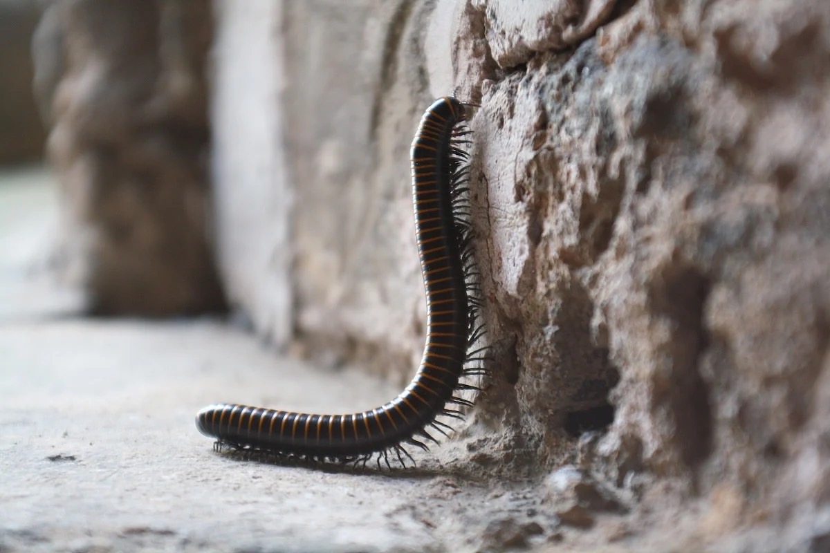 From Forest Floor to Lab Bench: Millipede Molecules Might One Day Help Parkinson’s and Chronic Pain