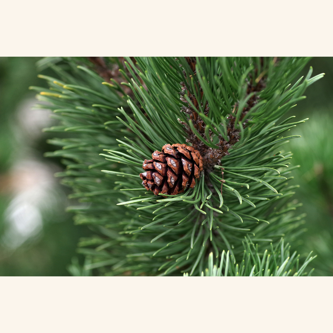 Can a Pine-Scented Molecule Help Protect the Brain from Parkinson’s?