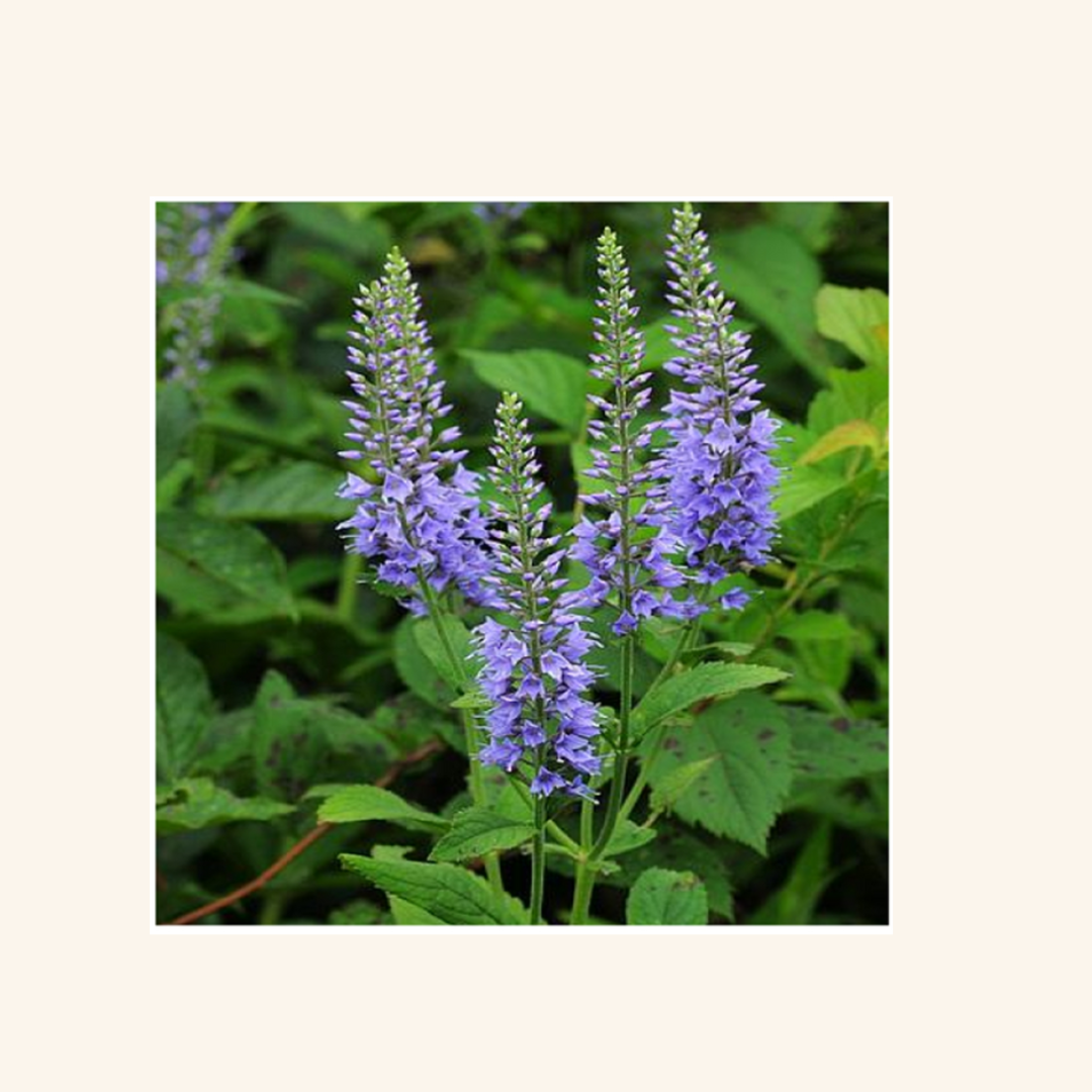 A Plant Compound With Potential for Brain Health