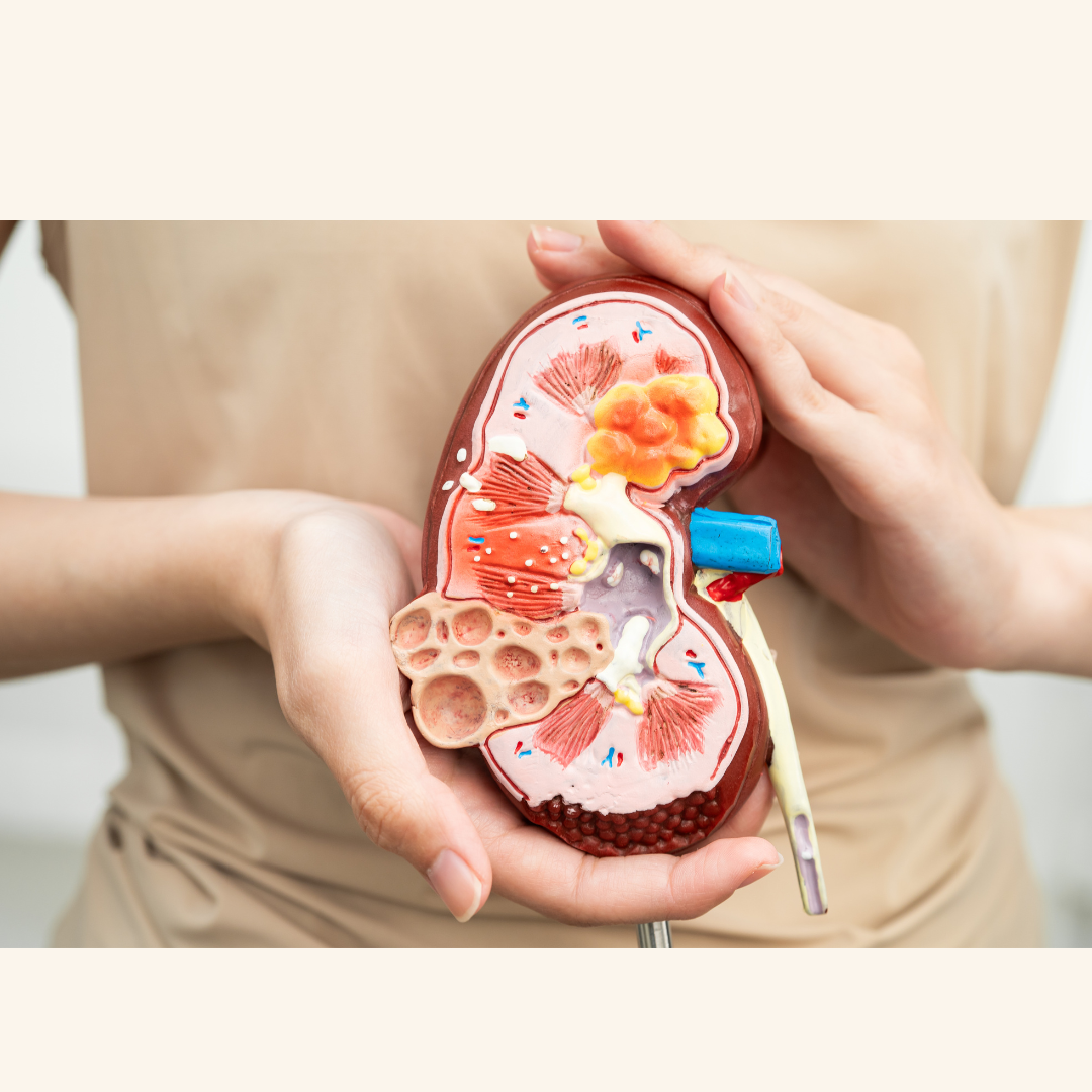 A Body-Wide Discovery: How Kidney Health May Be Linked to Parkinson’s