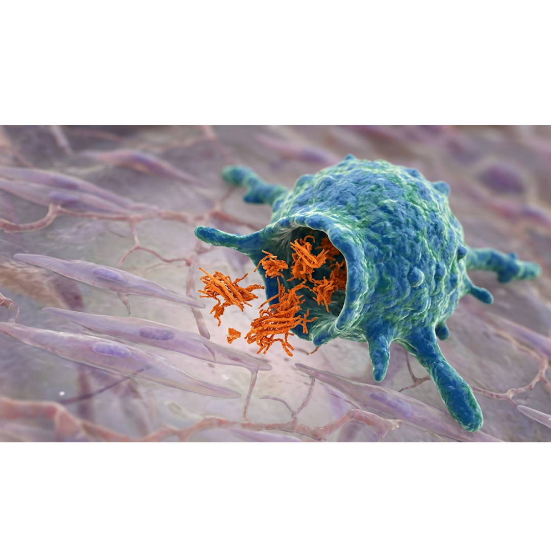 The Gut’s Silent Sentinels: How Macrophages Drive Parkinson’s
