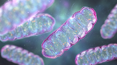 Red Blood Cell Vans Deliver Healthy Mitochondria to Brain Cells