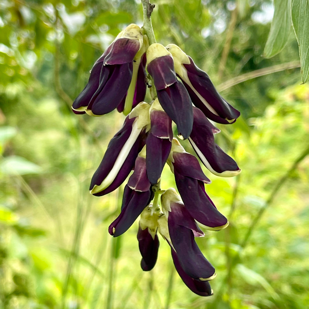 Standardising the velvet bean: University of Florida researchers move from traditional use to medical validation
