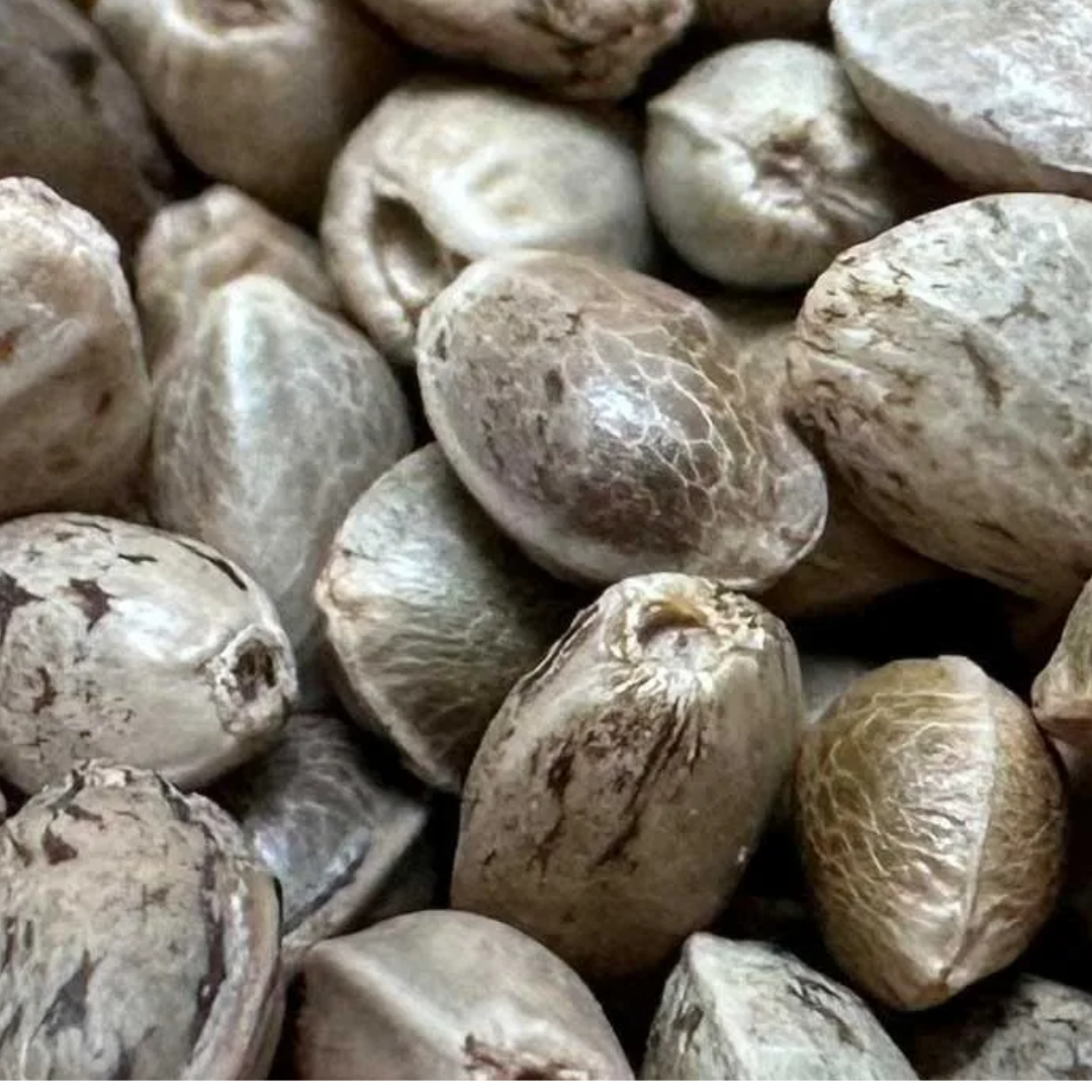 Compounds found in cannabis seeds could help shield nerve cells from the kind of damage linked to Parkinson's