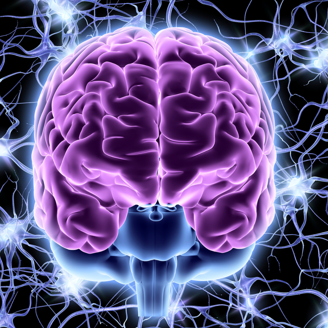 New research explains how blocking cell death could help stem cells repair the brain