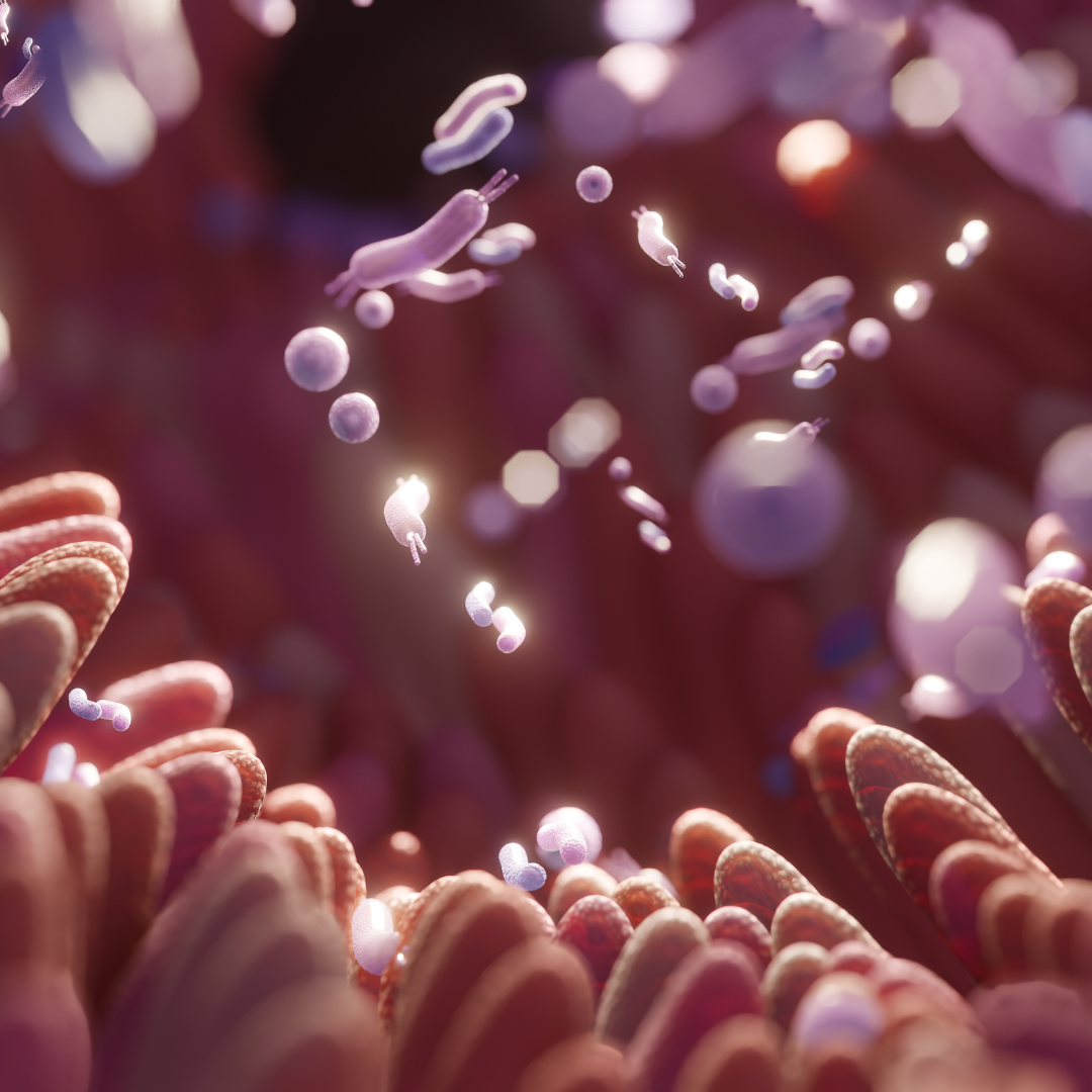 How gut bacteria talk to the brain in Parkinson’s