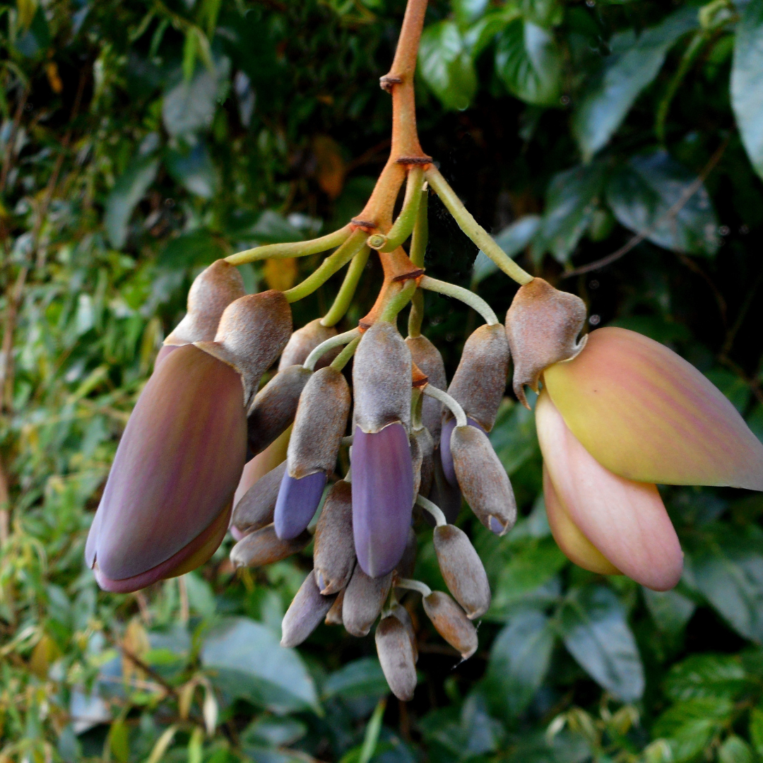 What neurologists tell people with Parkinson's about Mucuna pruriens in their clinics