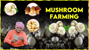Mushroom Farming