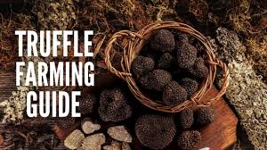 Truffle Farming