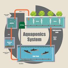 Aquaponics and Integrated Aquaculture