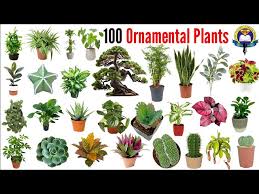 Flower and Ornamental Plant Farming