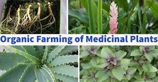 Herb Farming & Medicinal Plants