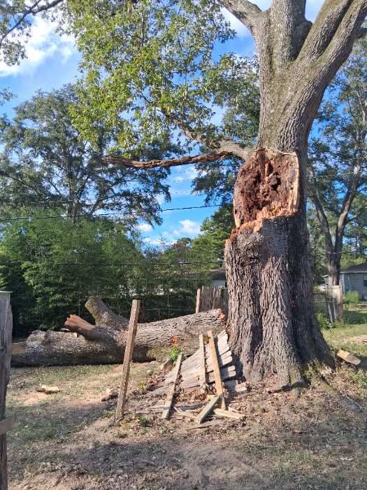 Tree fell damage house putting on temporary roof before roof install in Pearl, MS
