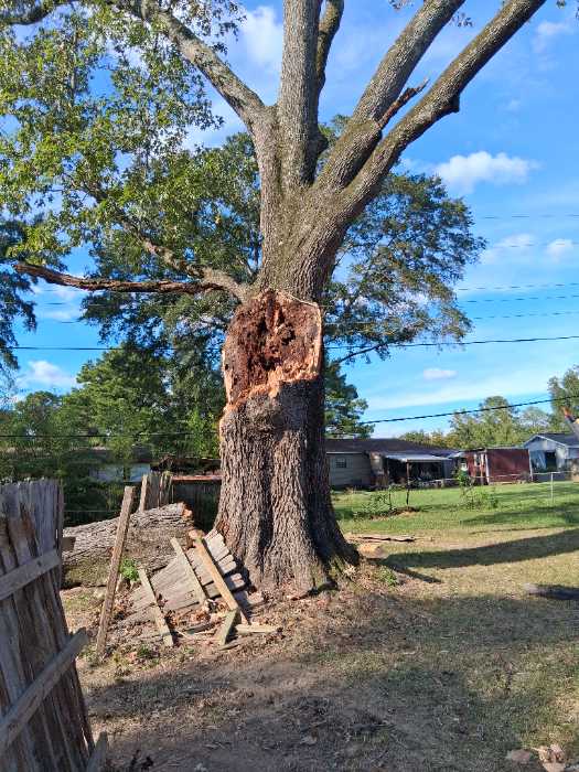 Tree fell damage house putting on temporary roof before roof install in Pearl, MS, photo 2