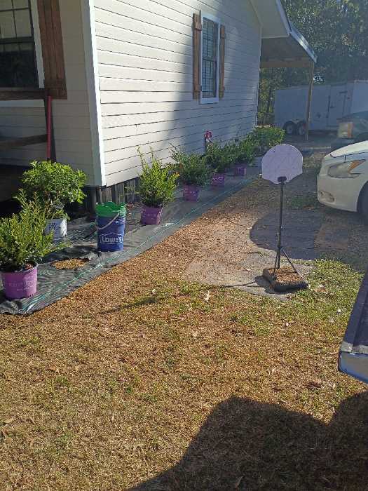 Planting flowers and laying pine straw in Brandon, MS