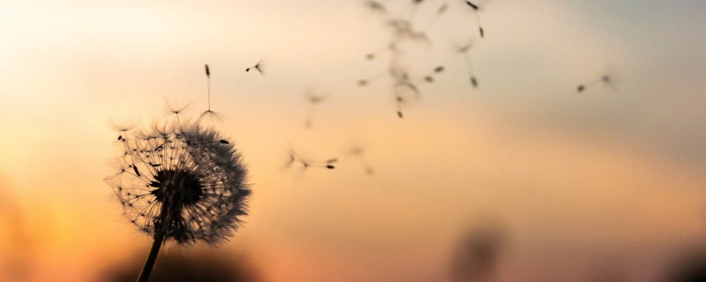 MAKE A WISH ✨️ Meditation & grupphealing - Online