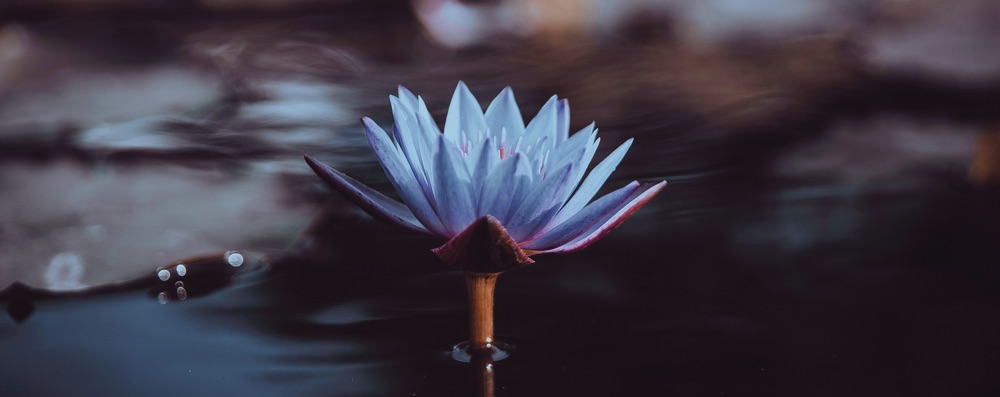 BREATHWORK & Blå Lotus te - STATIONEN
