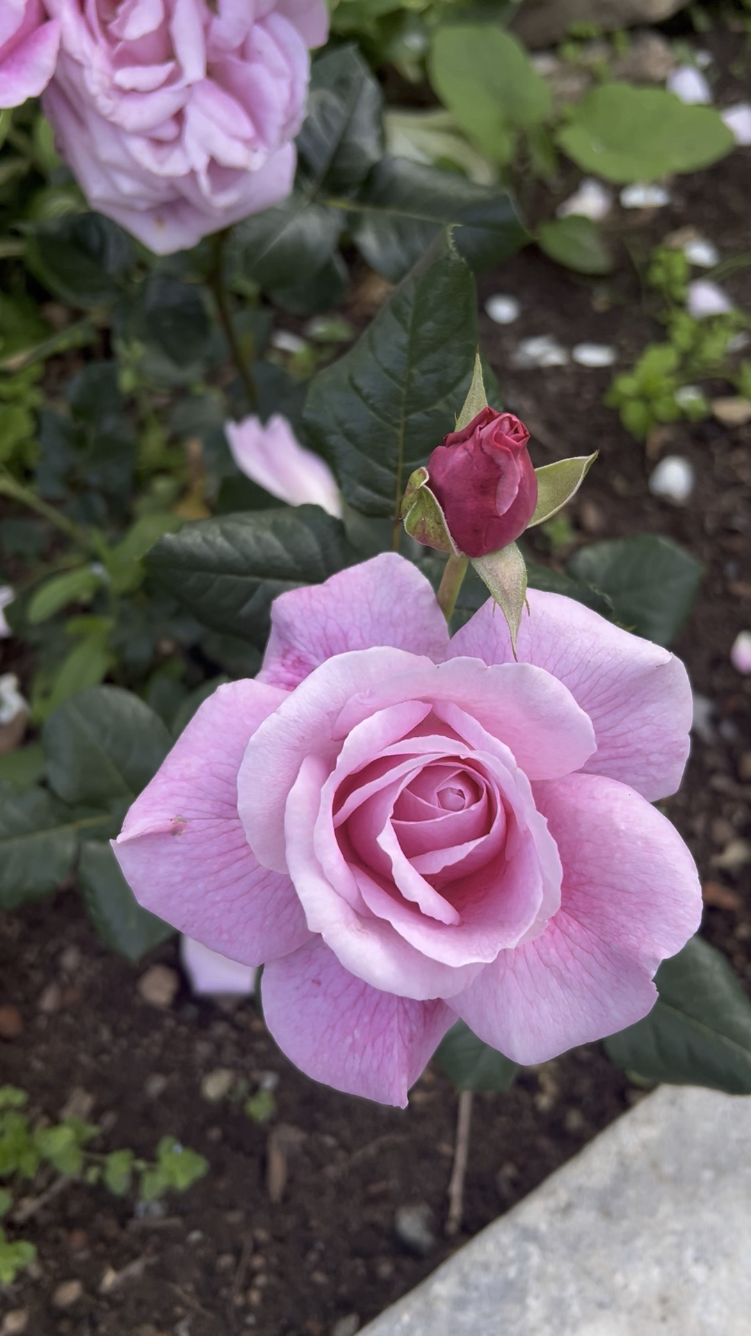 Kvinnocirkel ~ Yoga & Cacao 🌸