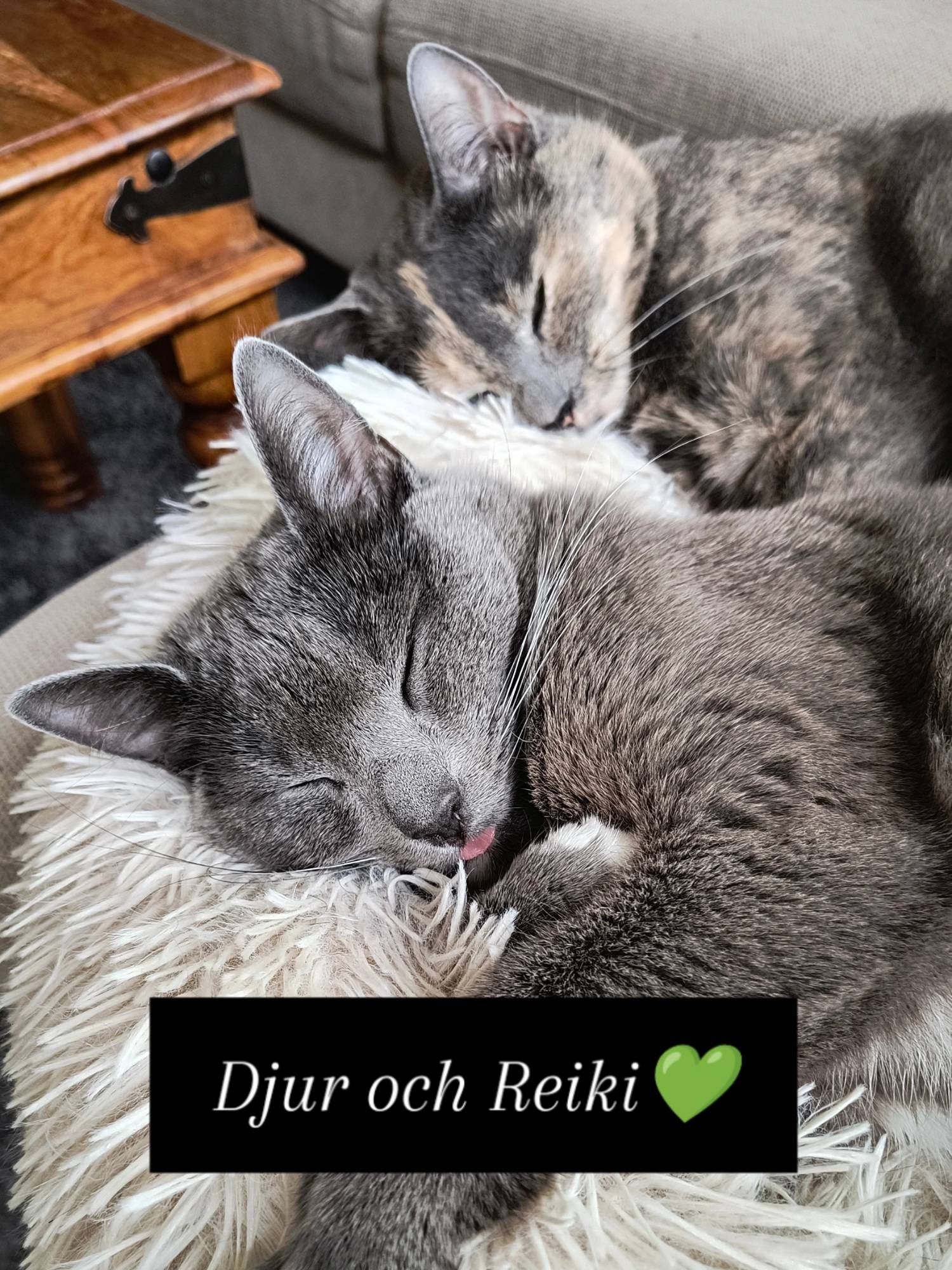 Djur Reiki Healing Distans Hela Sverige