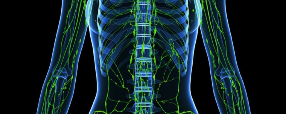 Workshop - Lymfsystemet & Hormoner