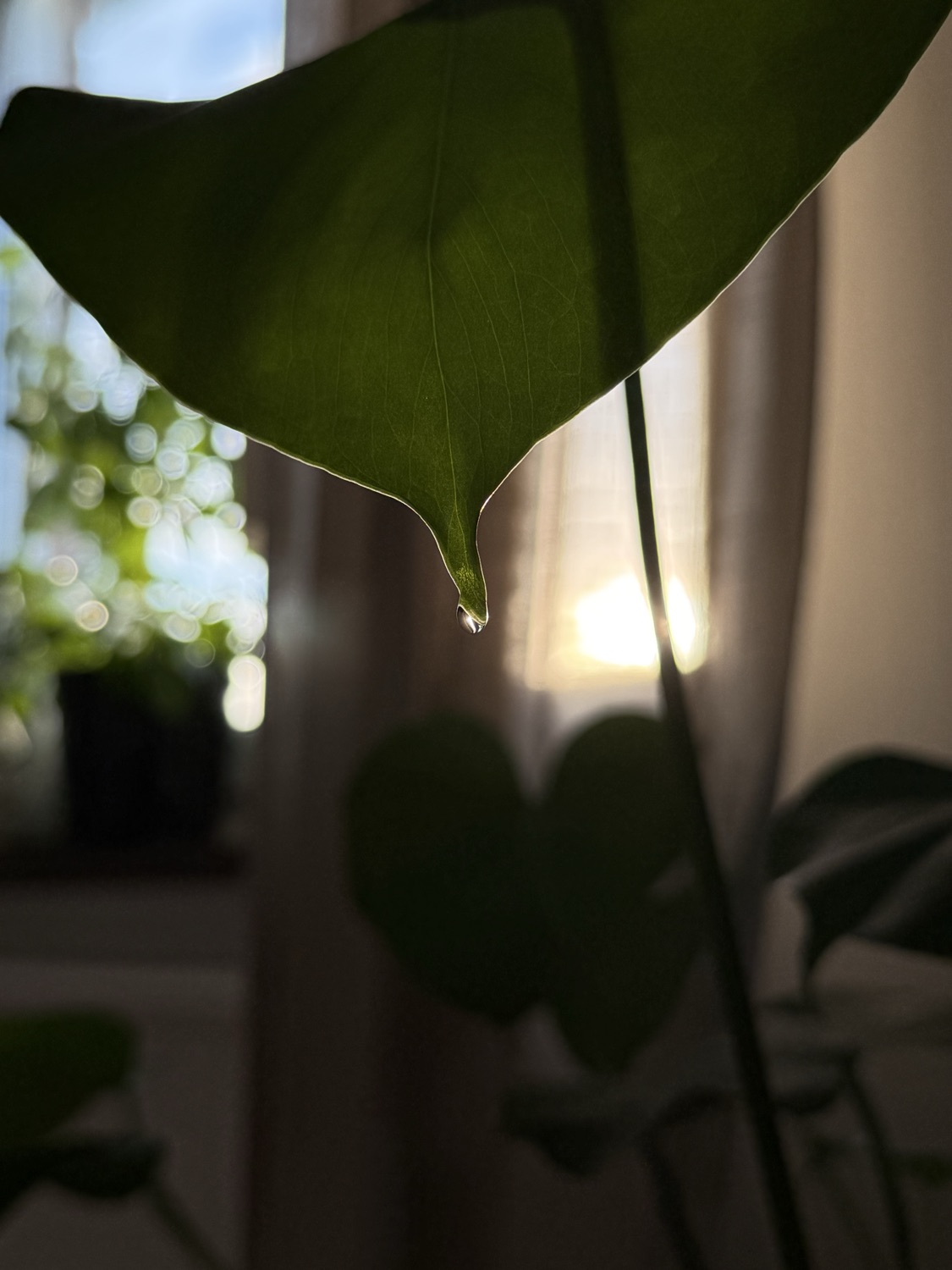 Reiki - distans