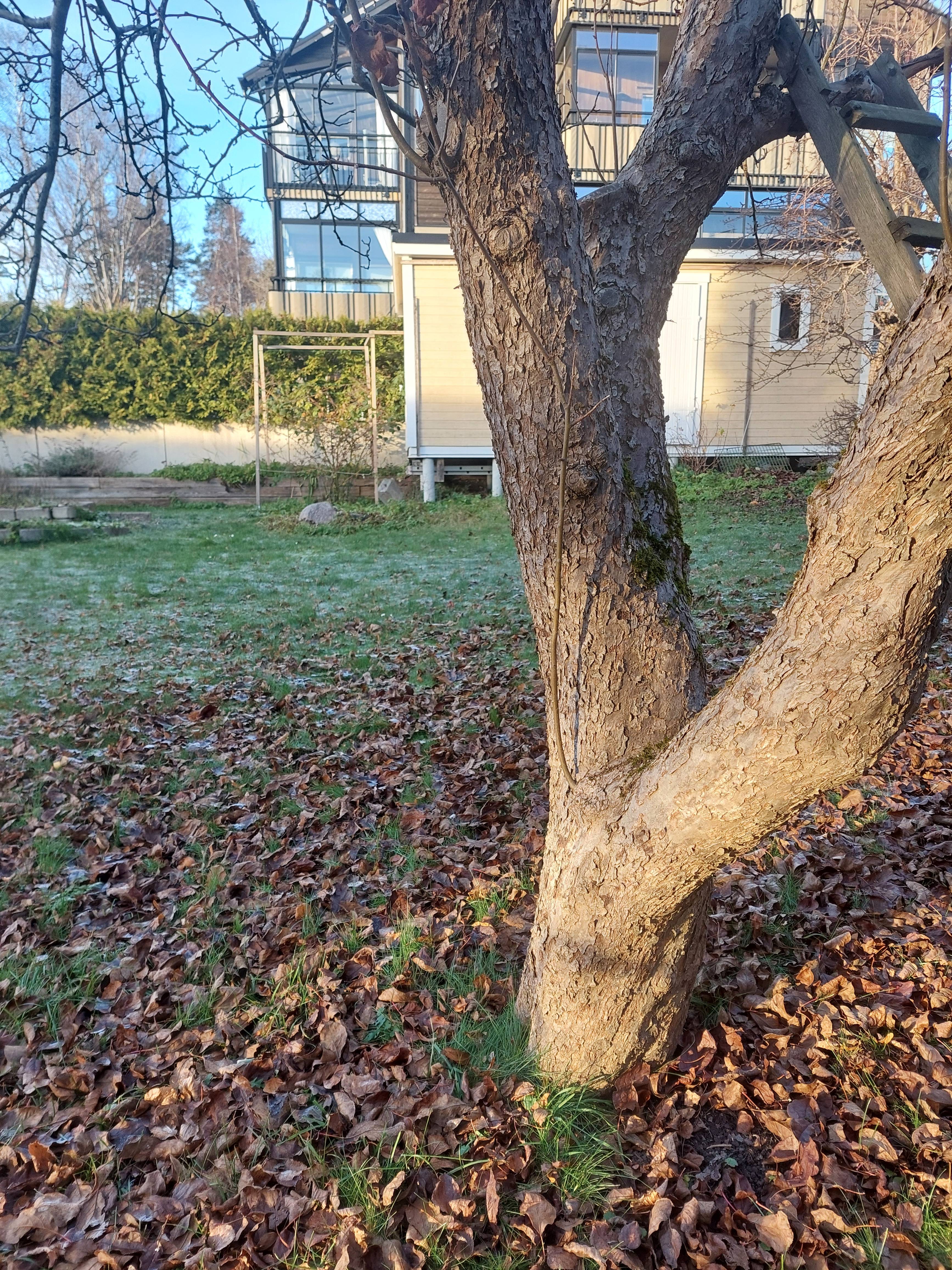 Temaklass: Kinesisk Medicin