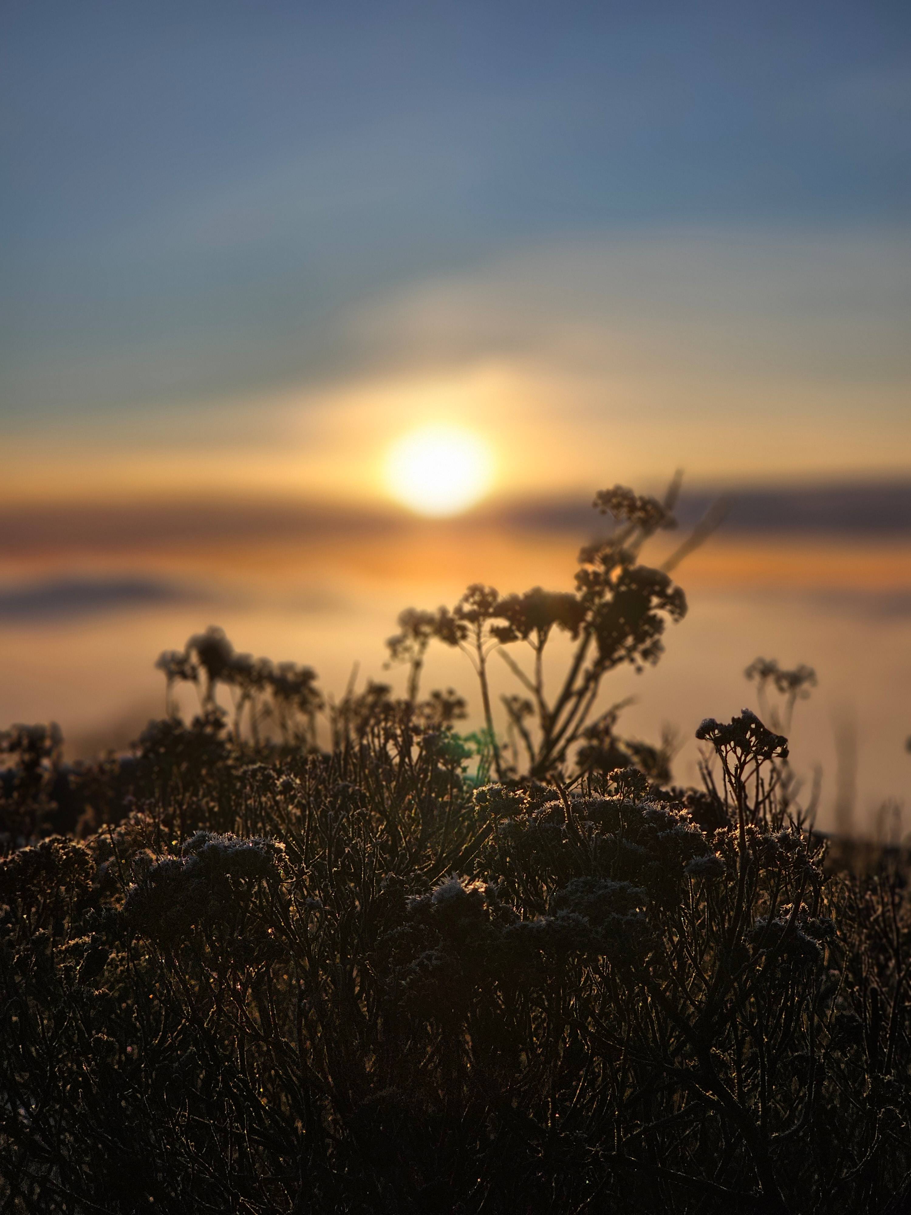 🎆 Nyårsspecial - Life Force Activation online