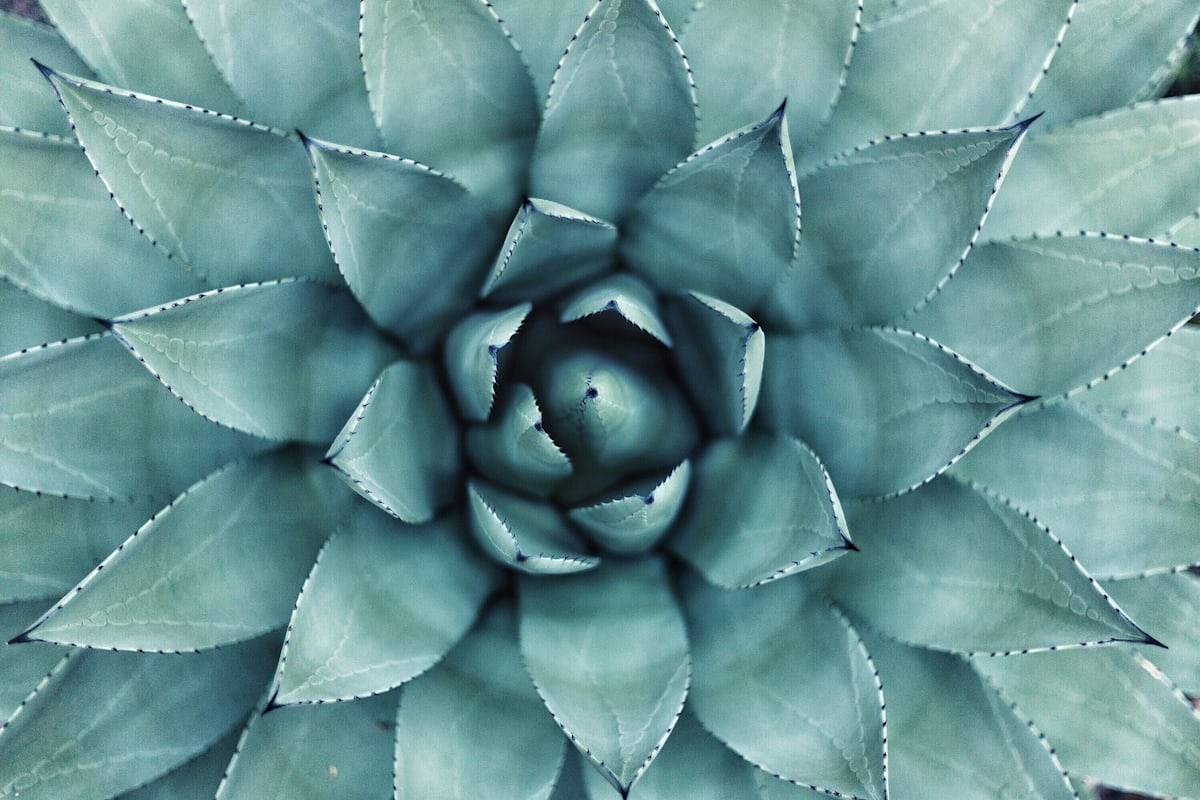 Life Force Activation
