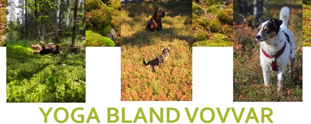 Yoga bland Vovvar