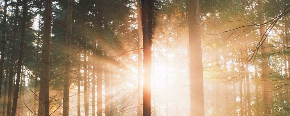 Life Force Activation med Reiki