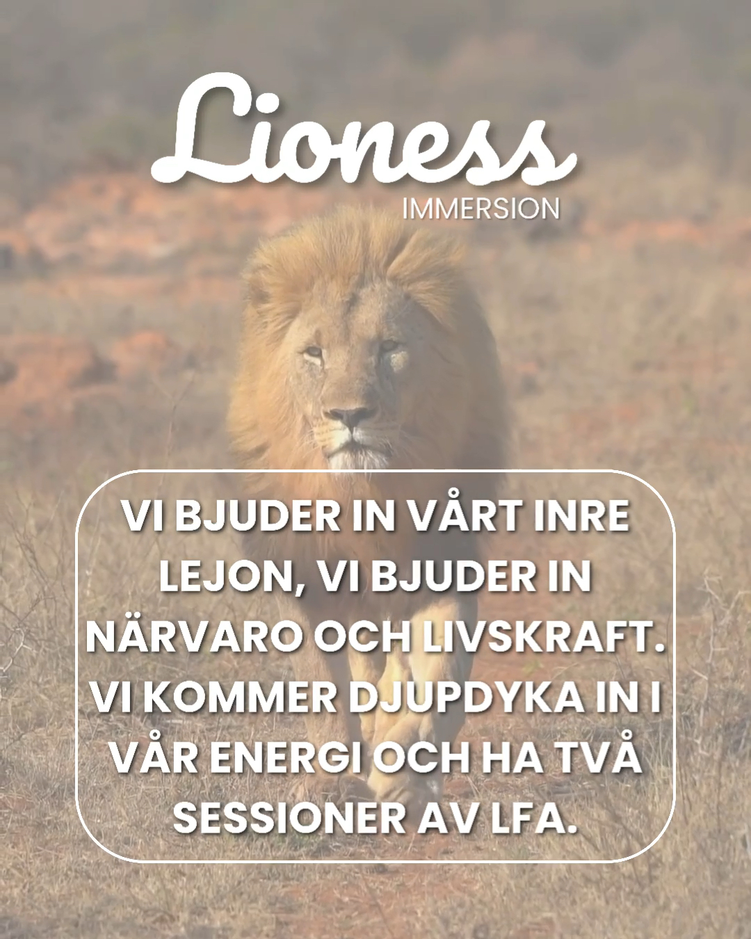 Lioness immersion - Piteå