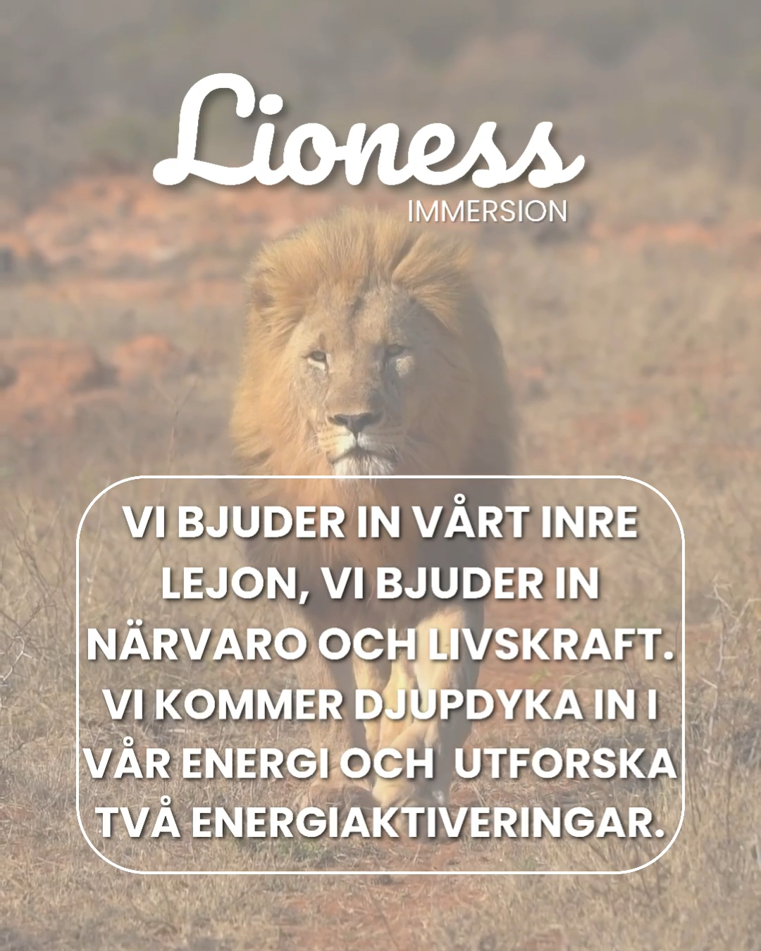 Lioness immersion - Piteå