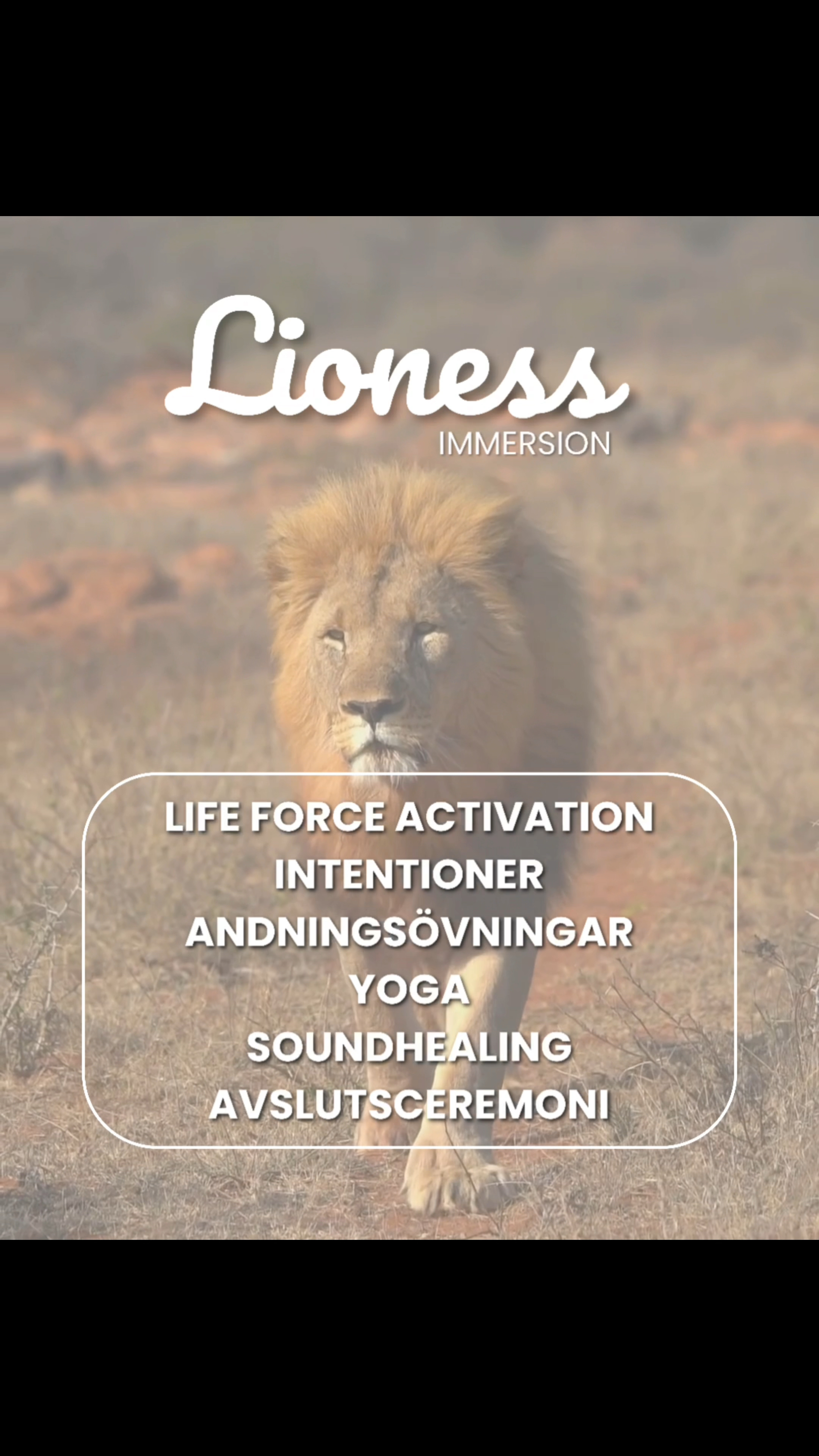 Lioness immersion