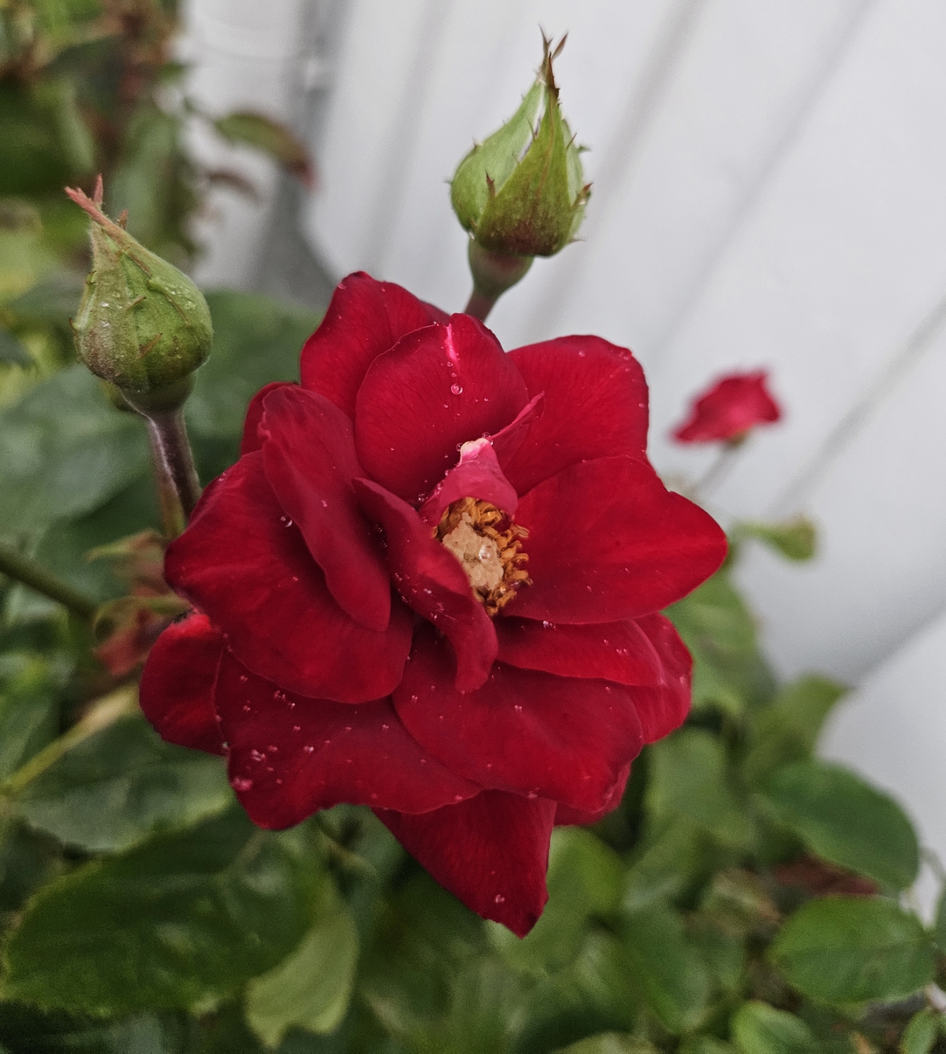 Intuitiv healing - 60 min