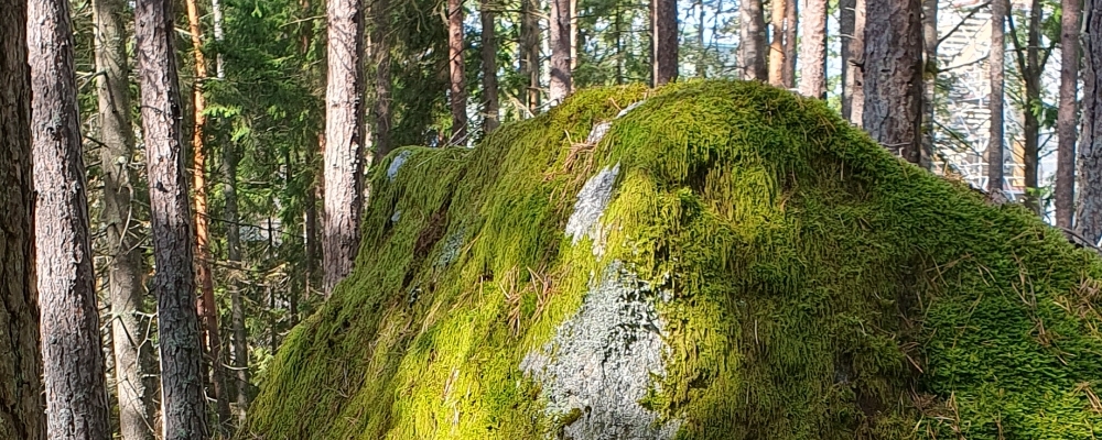 Naturnärvaro - stressa av i naturen